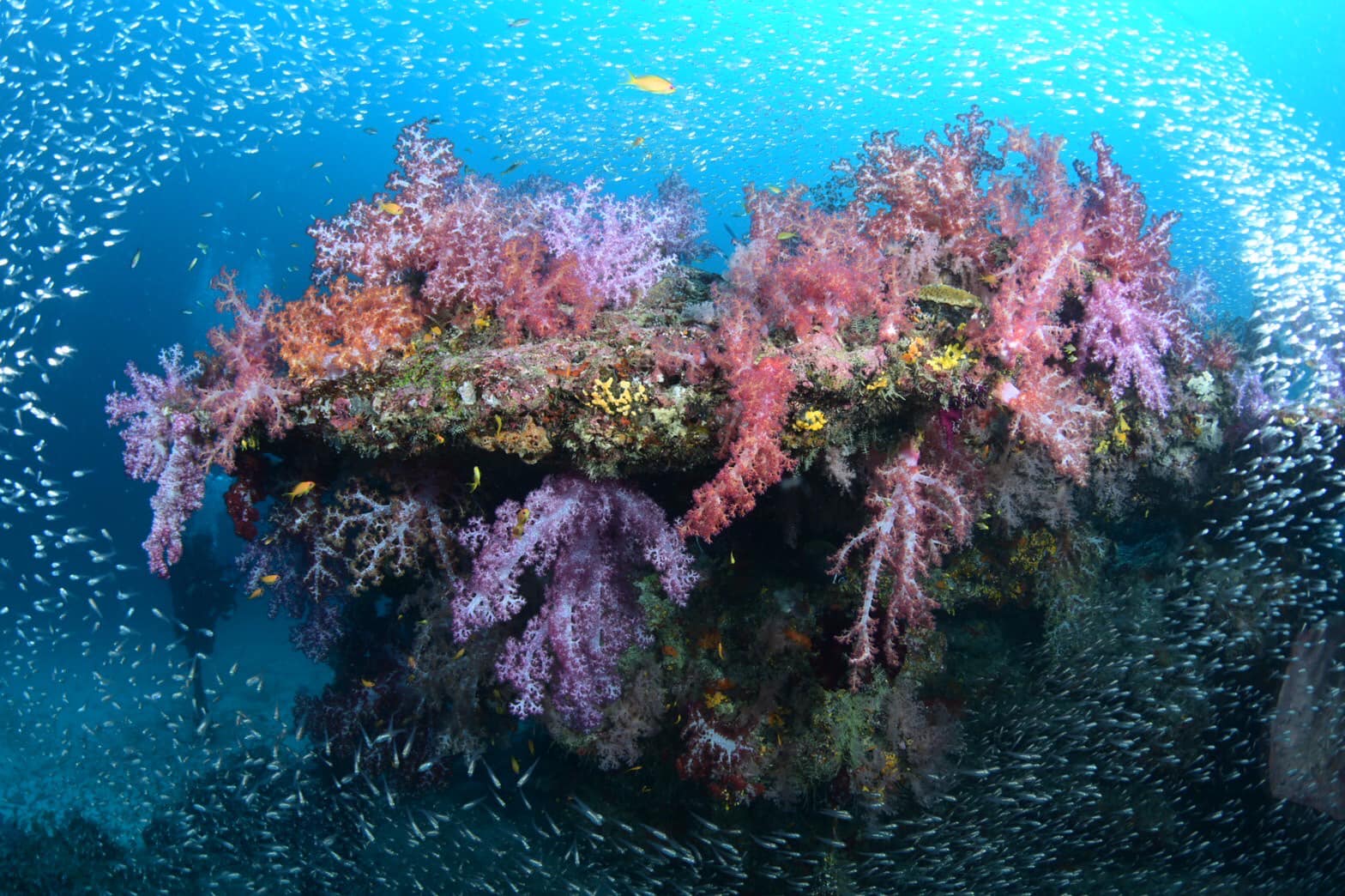 เปิดโลกใต้ทะเลชม ปะการัง สุดยอดความสวยงามติดอันดับโลก ที่ “หมู่เกาะสิมิลัน” จ.พังงา เปิดโลกใต้ทะเลชม ปะการัง สุดยอดความสวยงามติดอันดับโลก ที่ “หมู่เกาะสิมิลัน” จ.พังงา