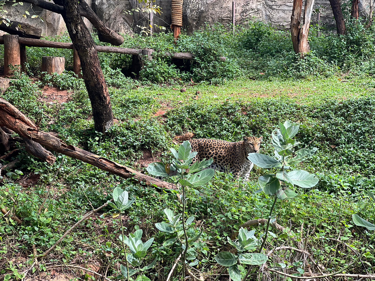 สวนสัตว์โคราช จัดกิจกรรมเสือดาวทายผลฟุตบอลโลก 2022 สวนสัตว์โคราช จัดกิจกรรมเสือดาวทายผลฟุตบอลโลก 2022