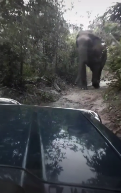 ชาว Tik Tok แชร์คลิปนาทีระทึก หลวงพี่ยังต้องวิ่ง!