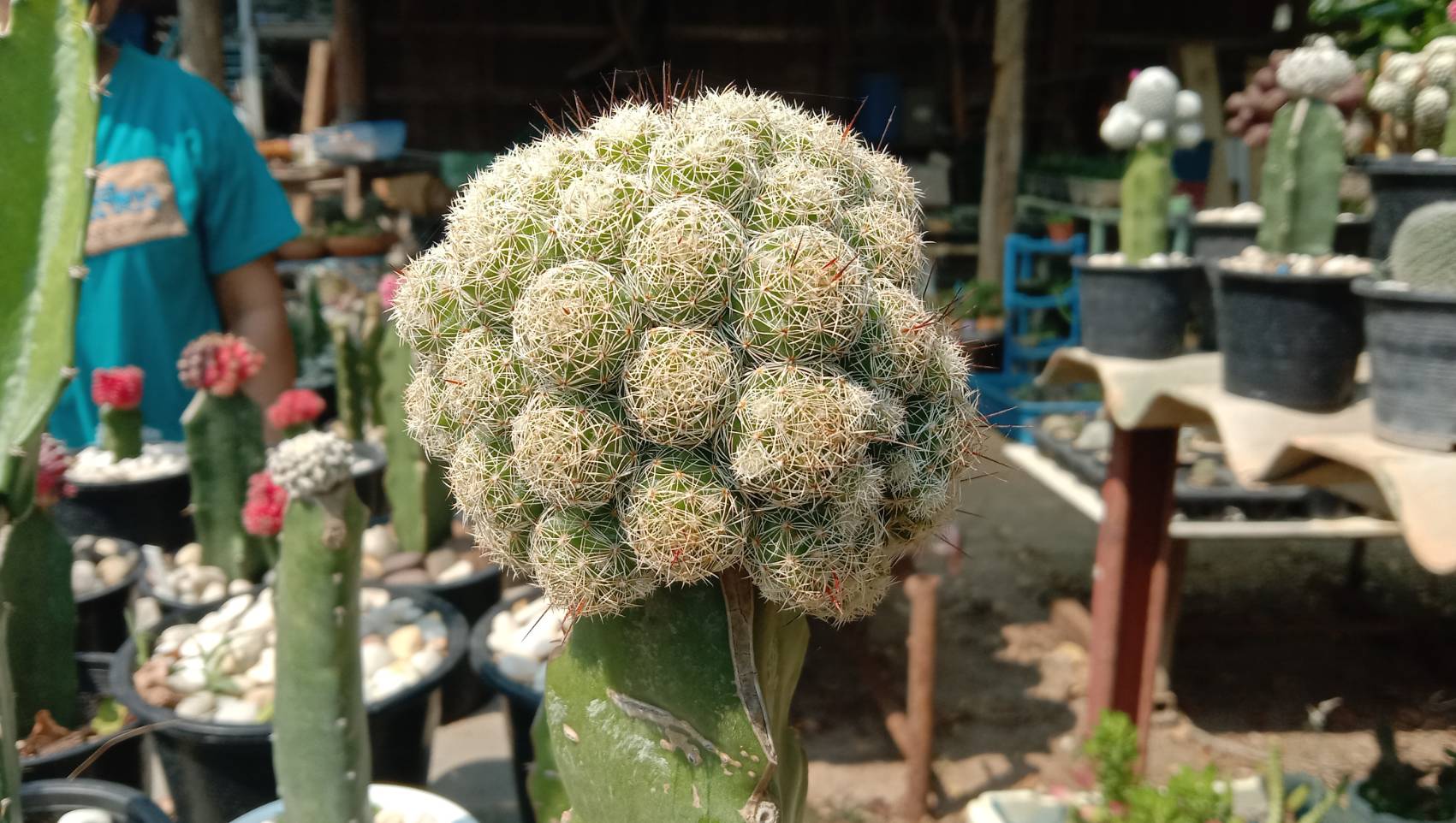 ปลูก กระบองเพชร สร้างรายได้นับหมื่น สาวโคราชเผยเคล็ดลับเลี้ยงแคคตัสให้สวย ปลูก กระบองเพชร สร้างรายได้นับหมื่น สาวโคราชเผยเคล็ดลับเลี้ยงแคคตัสให้สวย