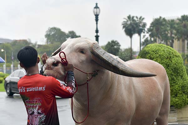 ‘โก้ เมืองเพชร’ เยือนทำเนียบฯ วอนรัฐช่วยดันควายไทยเป็นซอฟต์พาวเวอร์ 