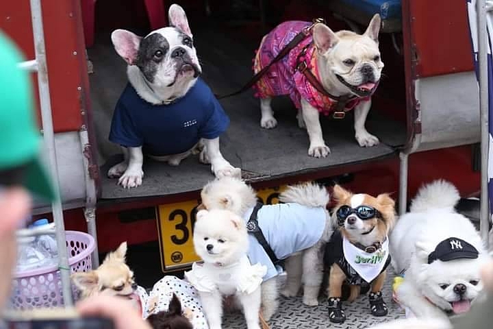 JerHigh x Nok Air เปิดไฟลท์พิเศษ พามะหมาตัวโปรด ลัดฟ้าแอ่วเชียงใหม่