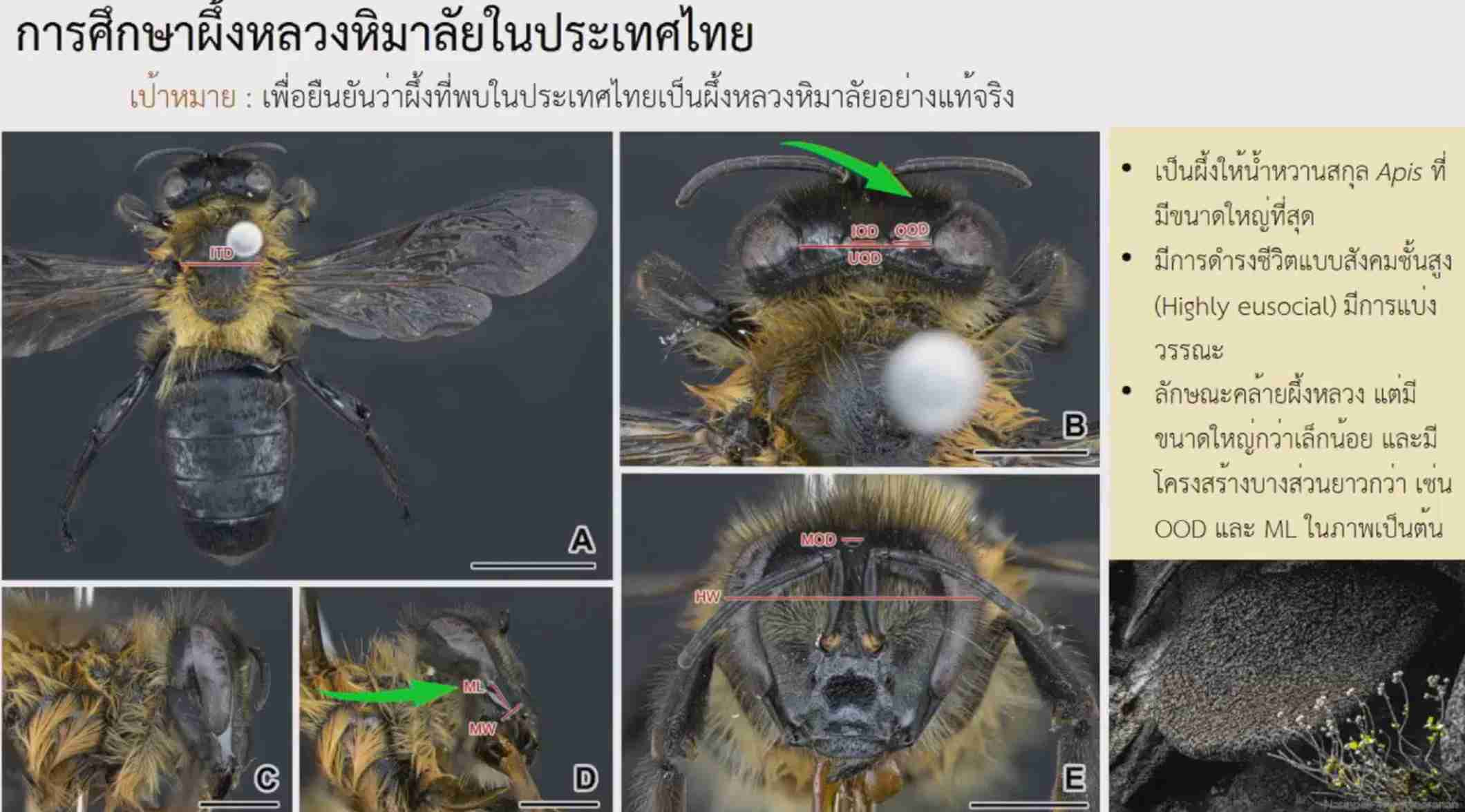 ครั้งแรกในไทย! กรมอุทยานแห่งชาติสัตว์ป่าฯ แถลงพบ ผึ้งหลวงหิมาลัย ครั้งแรกในไทย! กรมอุทยานแห่งชาติสัตว์ป่าฯ แถลงพบ ผึ้งหลวงหิมาลัย