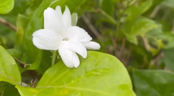 วันแม่แห่งชาติ 2566 ทำไม ดอกมะลิ ถึงเป็นสัญลักษณ์ของวันแม่