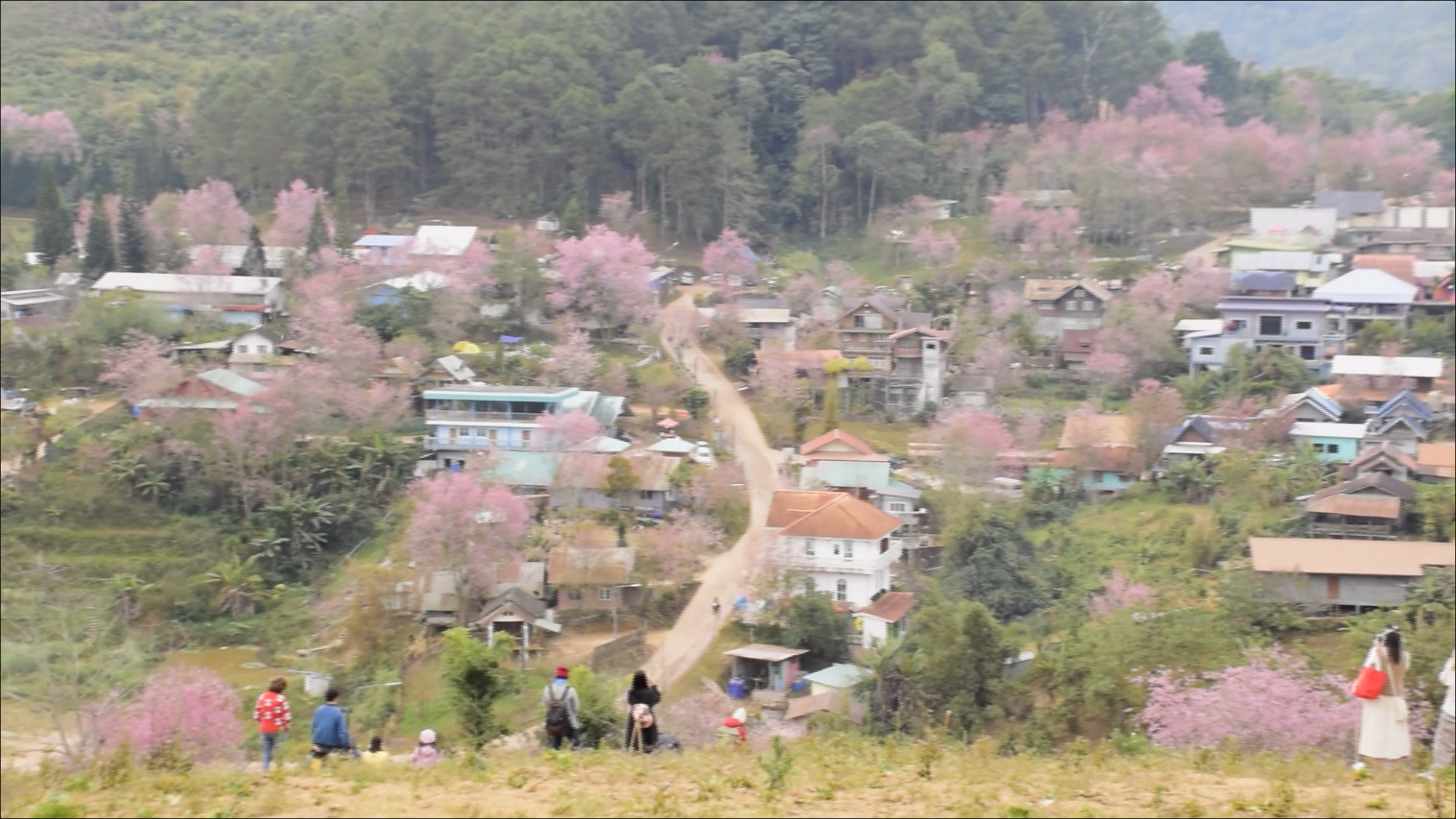 เปิดภาพ ซากุระเมืองไทย บ้านใหม่ร่องกล้า - ภูลมโล เปิดภาพ ซากุระเมืองไทย บ้านใหม่ร่องกล้า - ภูลมโล
