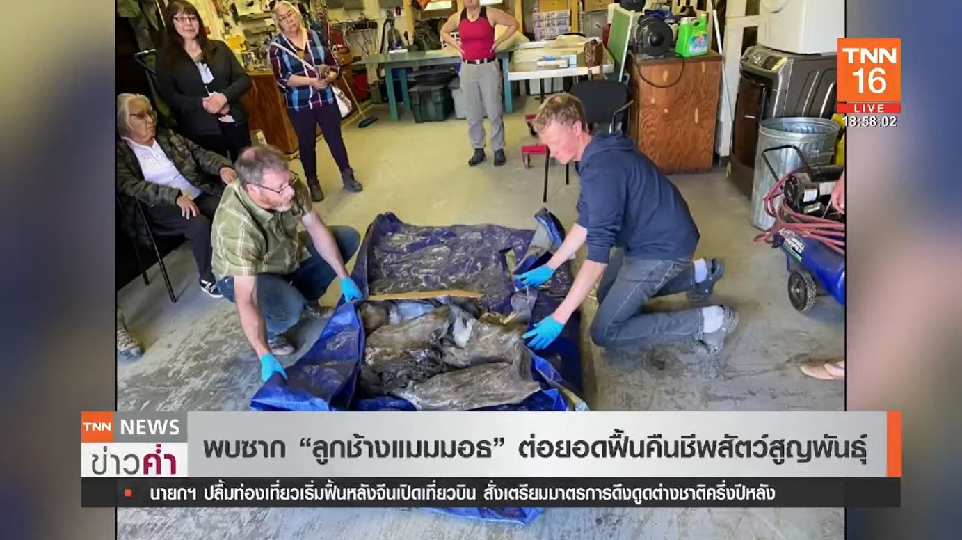 พบซากลูกช้างแมมมอธขนยาว ต่อยอดฟื้นคืนชีพสัตว์สูญพันธุ์