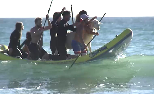 The Goatfather ชายอเมริกัน เล่นเซิร์ฟบอร์ดกับแพะ The Goatfather ชายอเมริกัน เล่นเซิร์ฟบอร์ดกับแพะ