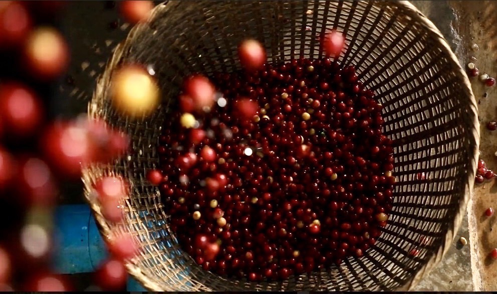 กาแฟสบขุ่น จ.น่าน ได้รับการรับรองคุณภาพกาแฟระดับดีมาก ในเวทีประกวดสุดยอดกาแฟไทย ปี 2565 กาแฟสบขุ่น จ.น่าน ได้รับการรับรองคุณภาพกาแฟระดับดีมาก ในเวทีประกวดสุดยอดกาแฟไทย ปี 2565