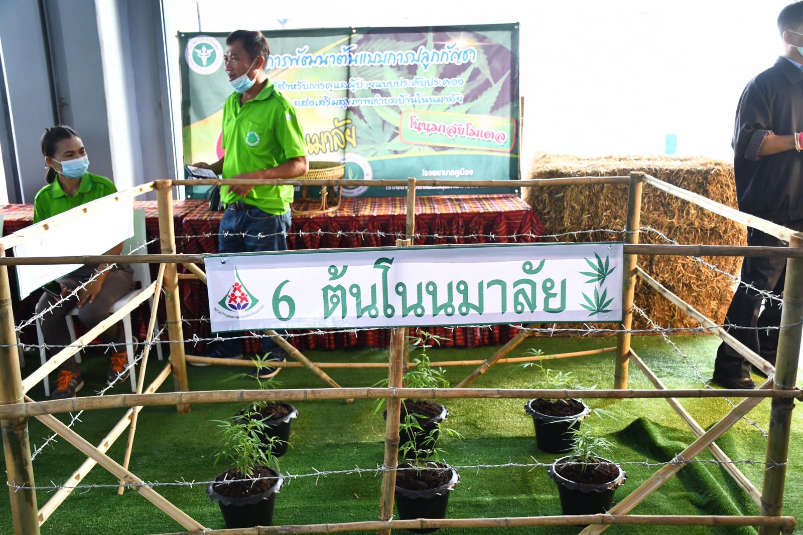 สธ.ปลดล็อกปลูกกัญชาบ้านละ 6 ต้น ห้ามใช้เสพ ผิด กม. จัดมหกรรมติวเข้มสร้างอาชีพ สธ.ปลดล็อกปลูกกัญชาบ้านละ 6 ต้น ห้ามใช้เสพ ผิด กม. จัดมหกรรมติวเข้มสร้างอาชีพ