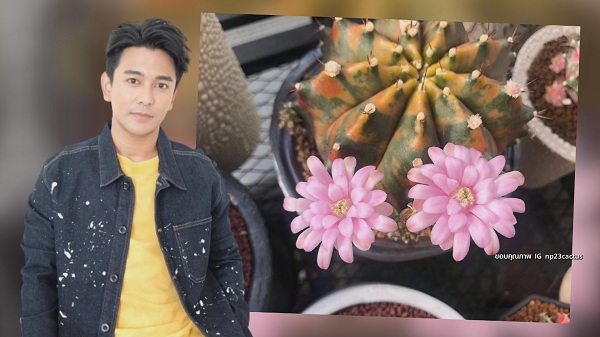 “กัน นภัทร” ขยายพันธุ์ แคคตัส สร้างรายได้ มีแพลนเปิดเป็นคาเฟ่ (มีคลิป) “กัน นภัทร” ขยายพันธุ์ แคคตัส สร้างรายได้ มีแพลนเปิดเป็นคาเฟ่ (มีคลิป)