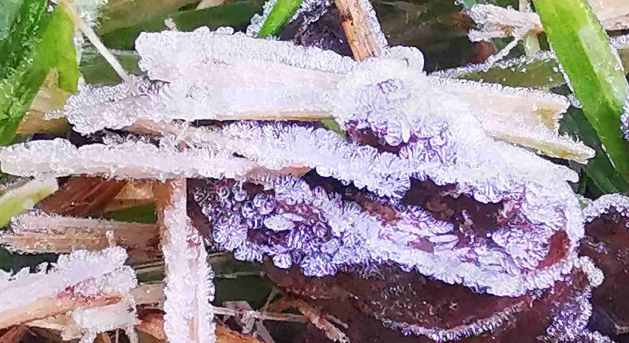 หนาวจัด! ดอยอินทนนท์ แตะ 5 องศาฯ เหมยขาบ กลับมาเยือนอีกครั้ง หนาวจัด! ดอยอินทนนท์ แตะ 5 องศาฯ เหมยขาบ กลับมาเยือนอีกครั้ง