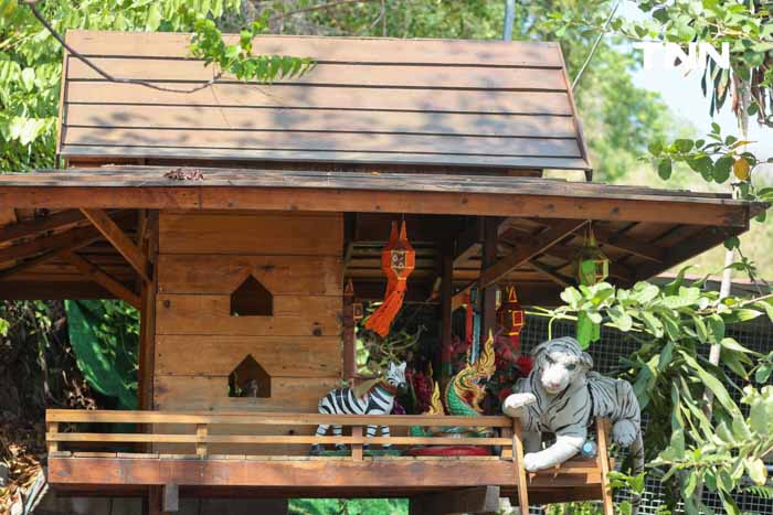 วางเสือให้ลิงกลัว ตัวช่วยแก้ปัญหาลิงรุกพื้นที่ชุมชน