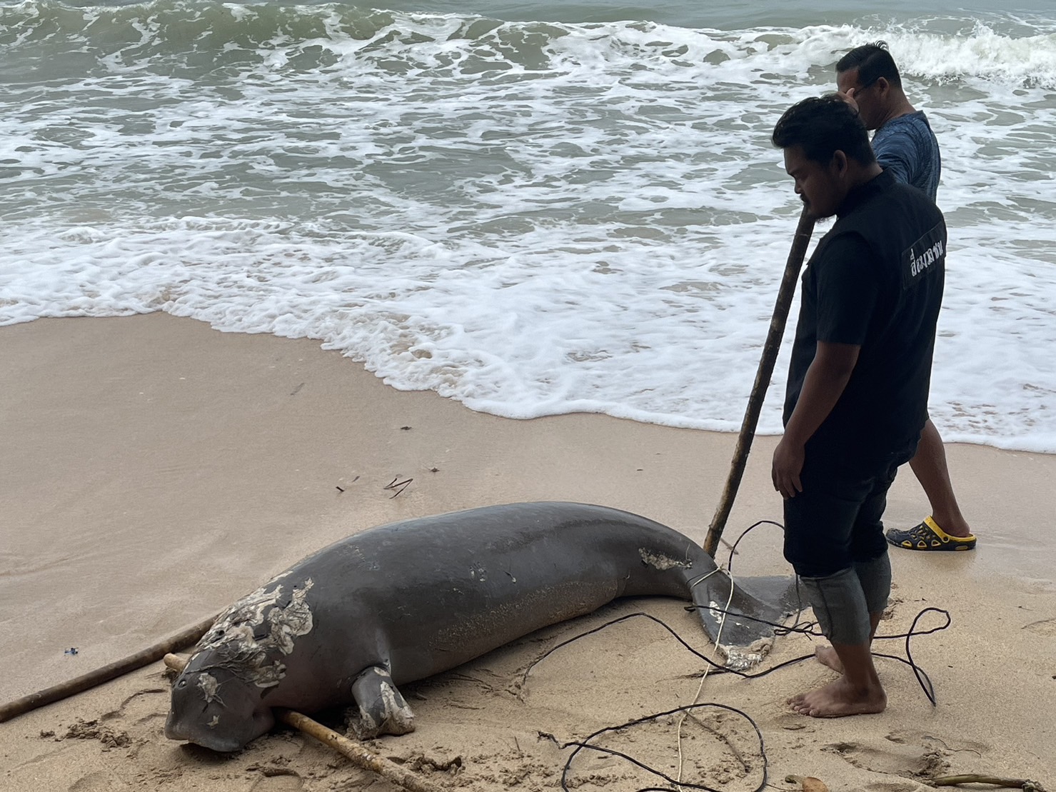 สลด! พะยูนขนาดใหญ่ เกยตื้นตายหน้าหาดนางรอง-ยังไม่ทราบสาเหตุ สลด! พะยูนขนาดใหญ่ เกยตื้นตายหน้าหาดนางรอง-ยังไม่ทราบสาเหตุ
