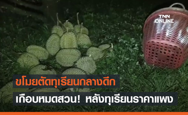 หวังตัดยกสวน! ทุเรียนราคาแพง 2 โจรเหิมออกขโมยกลางดึก