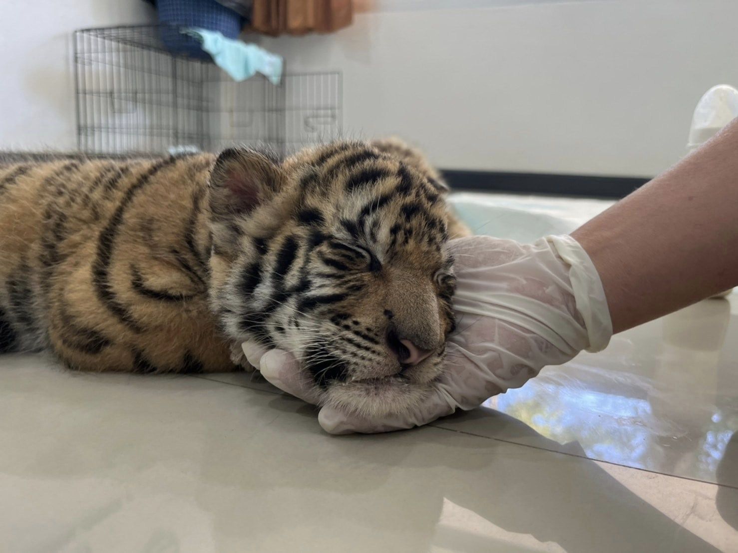 ลูกเสือของกลาง 4 ตัวได้ชื่อแล้ว-พร้อมเผยที่มาสุดลึกซึ้ง 