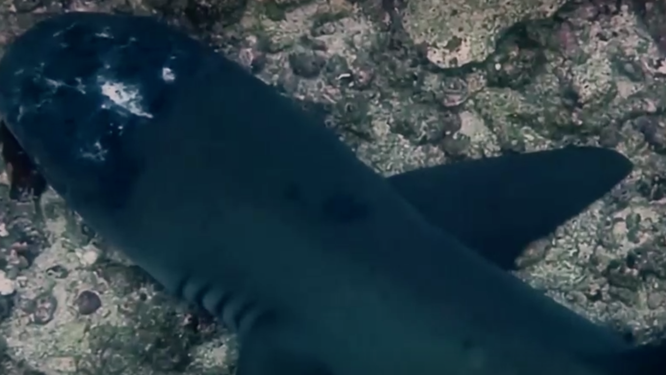 พบฉลามในมาเลเซียป่วยโรคผิวหนังลึกลับยังหาสาเหตุไม่ได้