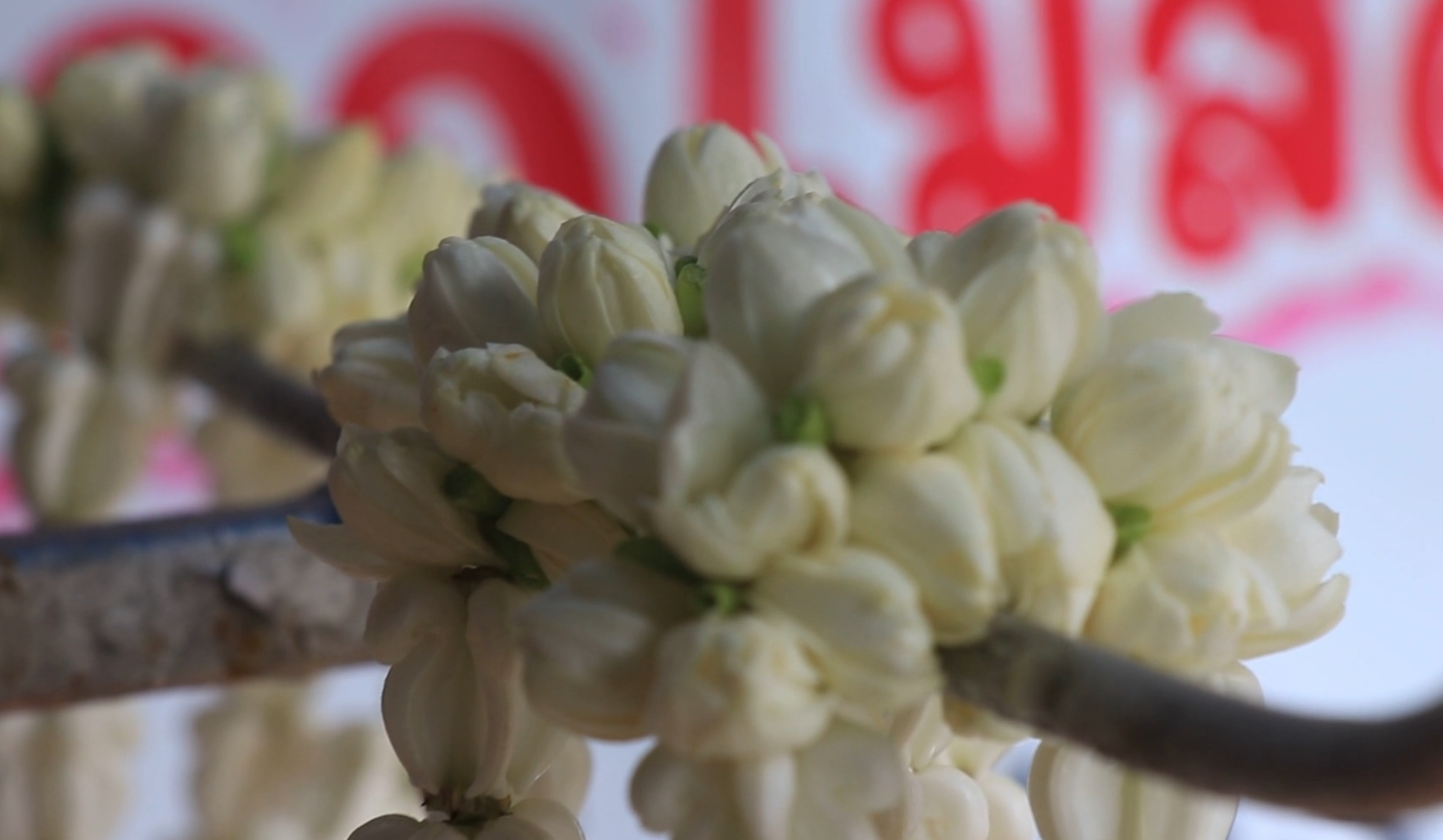 “ดอกมะลิ” ปรับราคาขึ้น!คาดวันแม่พุ่งกก.ละ 1,500 บาท “ดอกมะลิ” ปรับราคาขึ้น!คาดวันแม่พุ่งกก.ละ 1,500 บาท