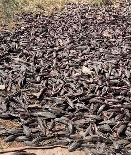 รู้จัก ‘ปลาซัคเกอร์’ เอเลี่ยนสปีซีส์ เลี้ยงง่าย ตายยาก ขยายพันธุ์ไว รู้จัก ‘ปลาซัคเกอร์’ เอเลี่ยนสปีซีส์ เลี้ยงง่าย ตายยาก ขยายพันธุ์ไว