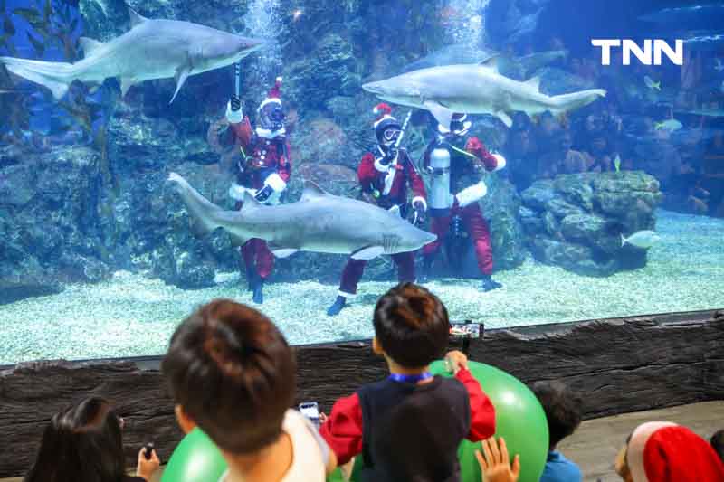 ซานต้าให้อาหารฉลาม ร่วมต้อนรับเทศกาล “คริสต์มาส” ซานต้าให้อาหารฉลาม ร่วมต้อนรับเทศกาล “คริสต์มาส”