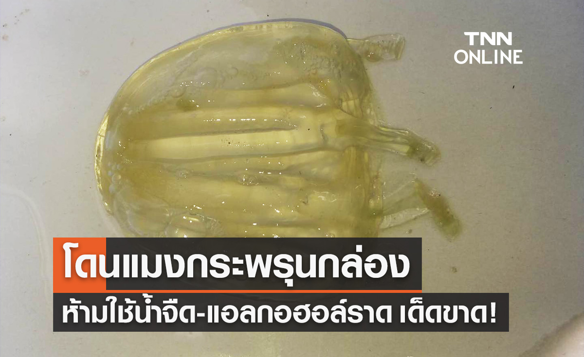 เตือน! เล่นน้ำทะเลหลังฝนตก ระวังแมงกะพรุนกล่อง พิษแรง เสียชีวิตใน 2-10 นาที