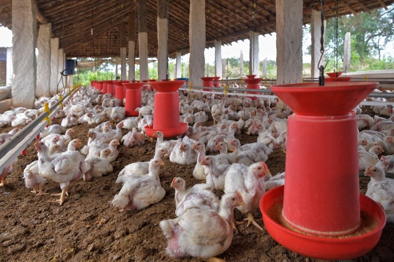 รัสเซียพบผู้ติดเชื้อ H5N8 ไข้หวัดนกสายพันธุ์ใหม่ รัสเซียพบผู้ติดเชื้อ H5N8 ไข้หวัดนกสายพันธุ์ใหม่
