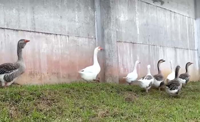 บราซิลผุดไอเดียสุดล้ำใช้ ‘ห่าน’ เฝ้านักโทษแหกเรือนจำ บราซิลผุดไอเดียสุดล้ำใช้ ‘ห่าน’ เฝ้านักโทษแหกเรือนจำ