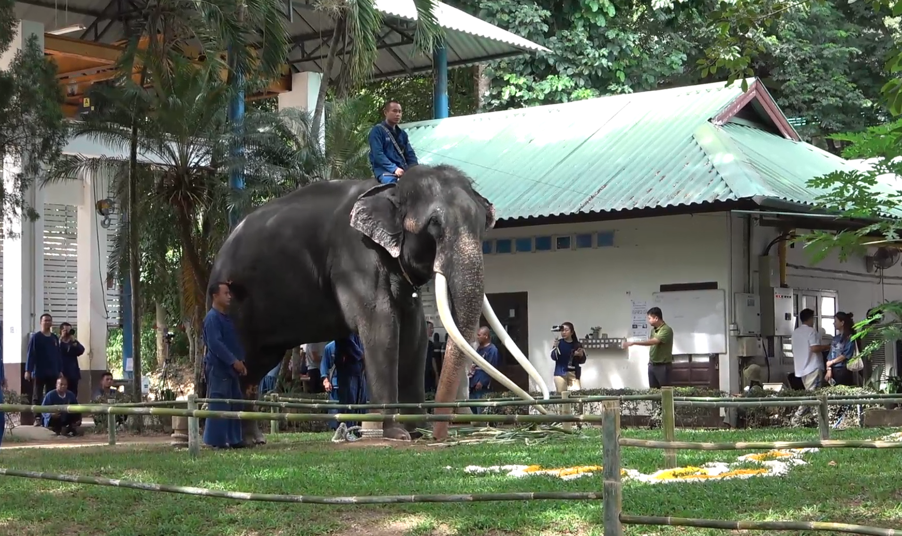 หาดูยาก! เปิดภาพพิธีฮ้องขวัญช้าง เรียกขวัญ “พลายศักดิ์สุรินทร์” กลับไทย