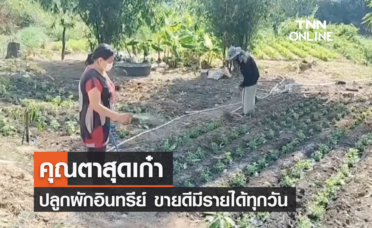 คุณตาวัย 80 ปี ปลูกผักอินทรีย์ ขายดีมีรายได้ทุกวัน
