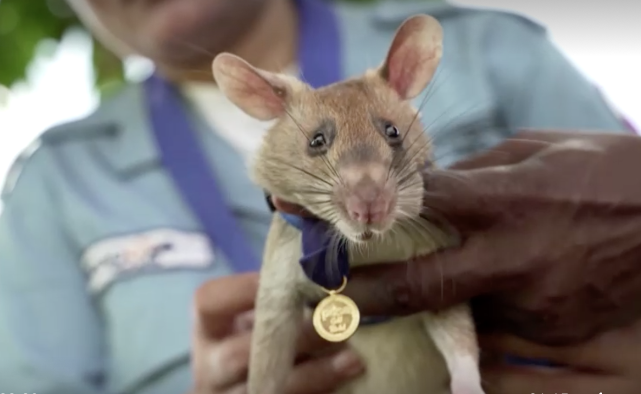 เปิดภาพน่ารัก ‘หนูยักษ์ฮีโร่’ ดมกลิ่นหากับระเบิดในกัมพูชา 