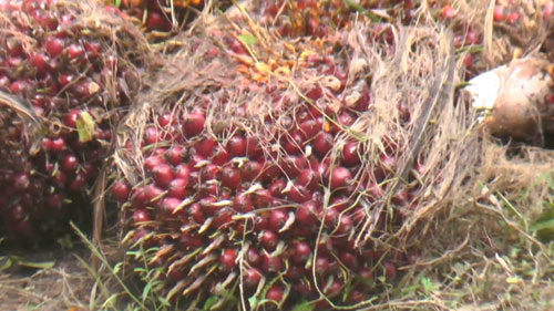 ส่องราคายางพาราไทย ปิดตำนาน “3 โล 100 “ ? ส่องราคายางพาราไทย ปิดตำนาน “3 โล 100 “ ?