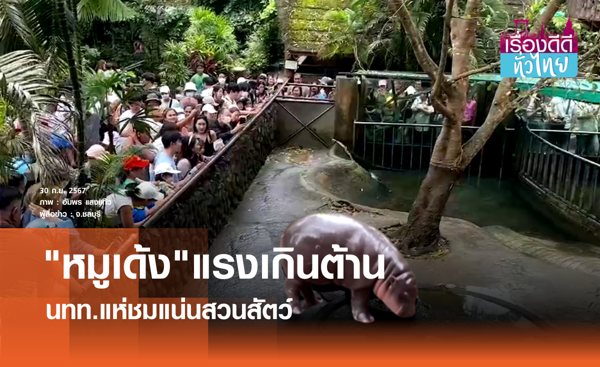 "หมูเด้ง"ฟีเวอร์ นทท.แห่ชมแน่นสวนสัตว์  | เรื่องดีดีทั่วไทย