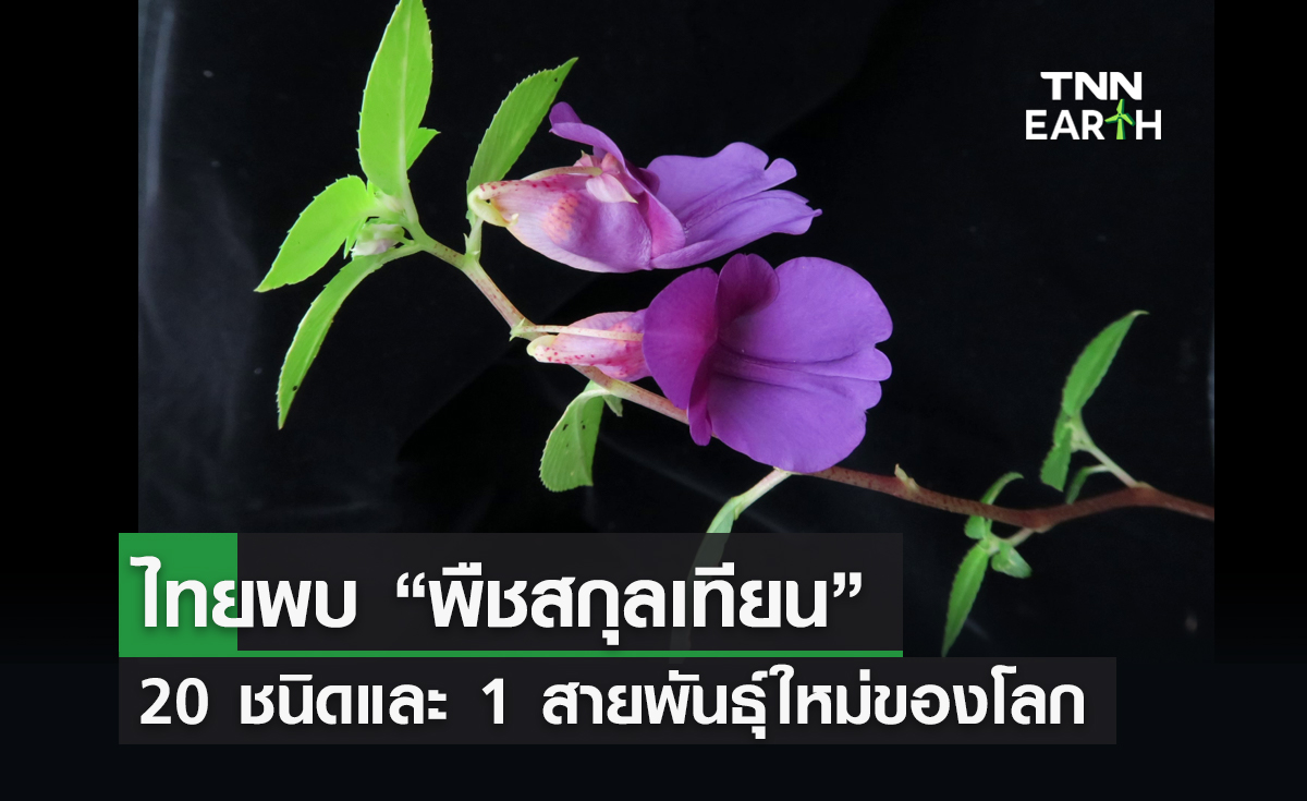 นักพฤกษศาสตร์ไทยพบ “พืชสกุลเทียน” 20 ชนิดและ 1 สายพันธุ์ใหม่ของโลก