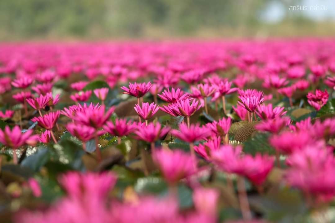 “ทุ่งดอกบัวแดงบึงบอระเพ็ด” จ.นครสวรรค์ บานสะพรั่งพร้อมรับนักท่องเที่ยว “ทุ่งดอกบัวแดงบึงบอระเพ็ด” จ.นครสวรรค์ บานสะพรั่งพร้อมรับนักท่องเที่ยว