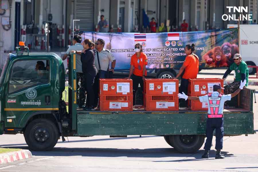 3 อุรังอุตังกลับบ้าน ไทยส่งมอบอุรังอุตังคืนอินโดนีเซีย 3 อุรังอุตังกลับบ้าน ไทยส่งมอบอุรังอุตังคืนอินโดนีเซีย