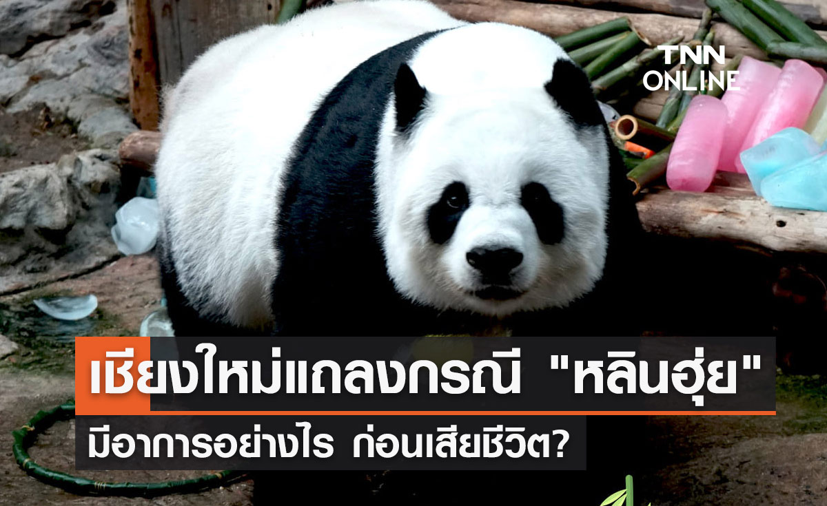 สวนสัตว์เชียงใหม่แถลงข่าว "หลินฮุ่ย" มีอาการอย่างไร ก่อนเสียชีวิต?