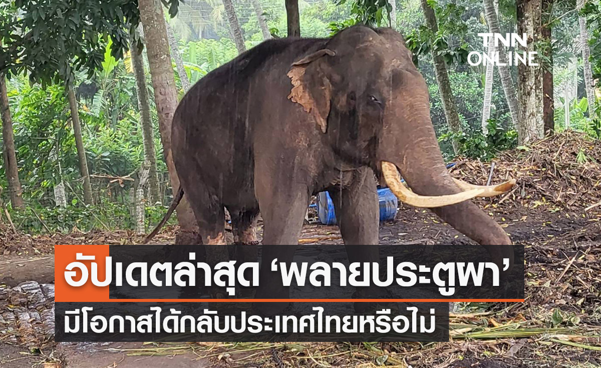อัปเดต ‘พลายประตูผา’ จะได้กลับไทยหรือไม่-อาการล่าสุดเป็นอย่างไร?