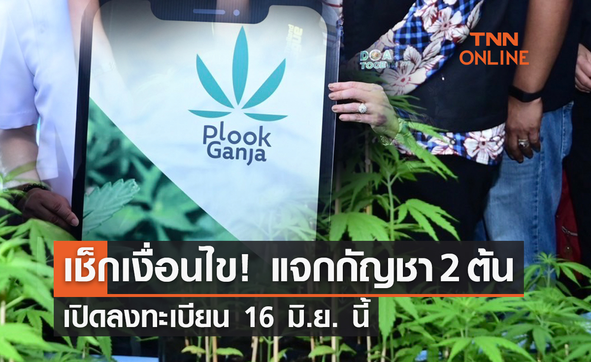 เช็กเงื่อนไข! แจกกัญชา 2 ต้นต่อครัวเรือน เปิดลงทะเบียน 16 มิ.ย. นี้