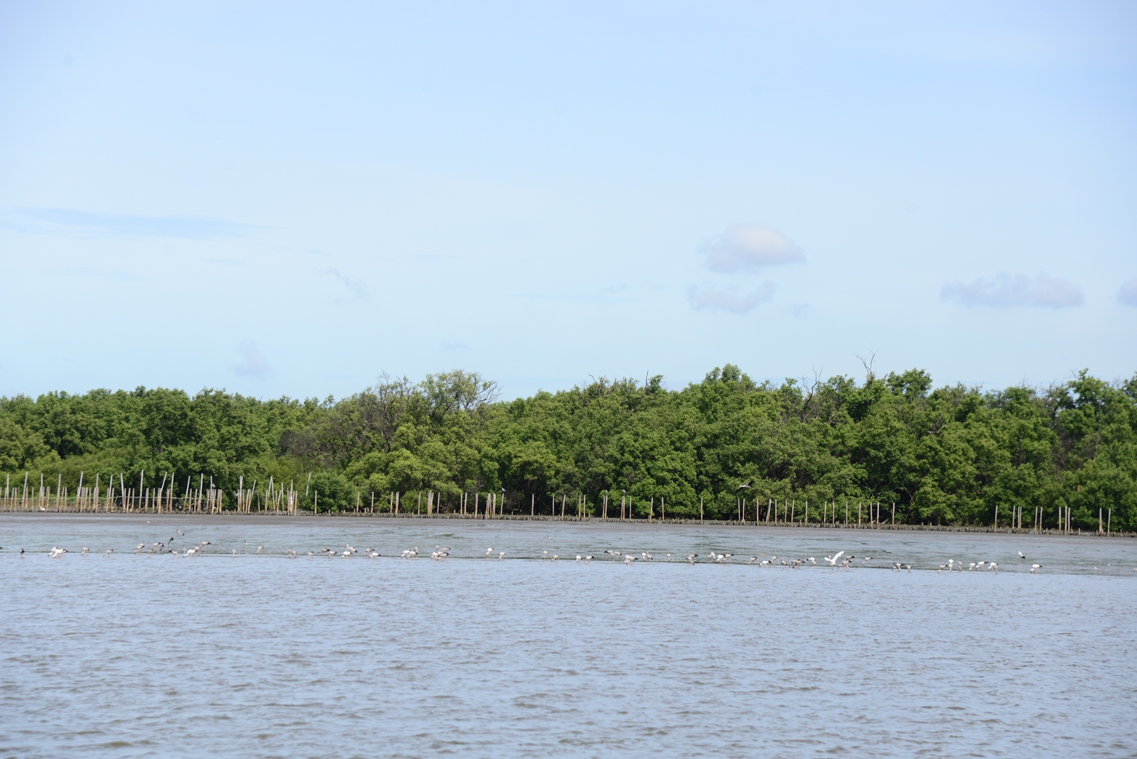 CEO ซีพีเอฟ  เยี่ยมชมความสำเร็จโครงการฟื้นฟูป่าชายเลน ต.บางหญ้าแพรก จ.สมุทรสาคร