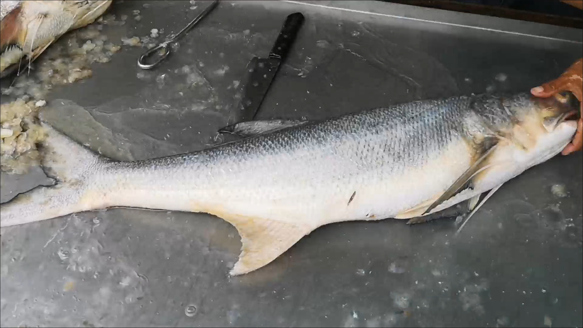 Soft Power กระแส ปลากุเลา แรงต่อเนื่อง ยอดขายพุ่งกว่าร้อยละ 30