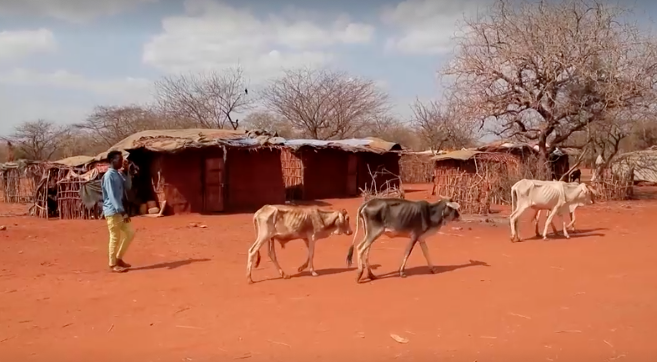 ภัยแล้งรุนแรง! เอธิโอเปียไร้ฝนตก 3 ปี ปศุสัตว์ล้มตาย ภัยแล้งรุนแรง! เอธิโอเปียไร้ฝนตก 3 ปี ปศุสัตว์ล้มตาย