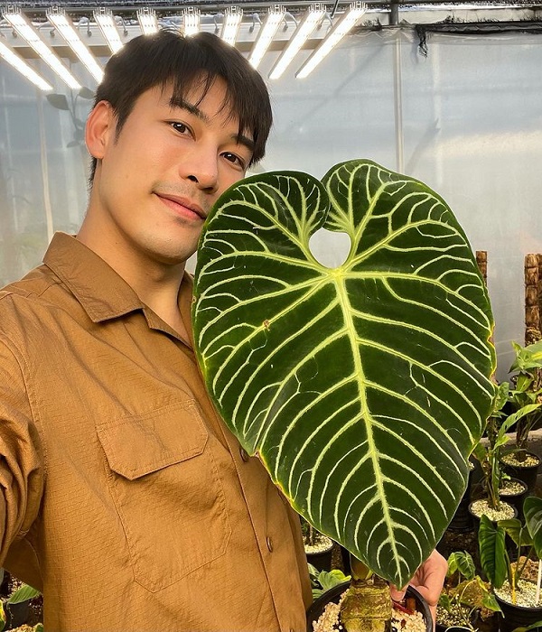 เคน ภูภูมิ เปิดประมูลกล้วยด่าง  ไม่กี่ชั่วโมงได้ราคาเกินแสน (มีคลิป) 