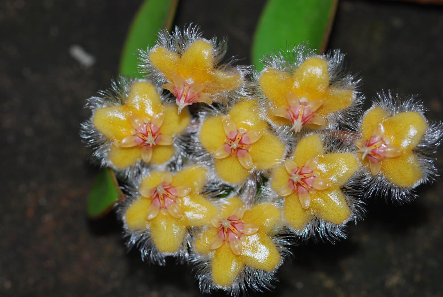 เปิดภาพ โฮย่าสอยดาว พรรณไม้หายากจากป่าตะวันออก เปิดภาพ โฮย่าสอยดาว พรรณไม้หายากจากป่าตะวันออก