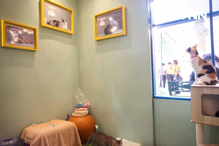 กทม.ชวนหาบ้านให้น้องแมว พบป่ะคนรักสัตว์ในงาน BKK EXPO 2024 กทม.ชวนหาบ้านให้น้องแมว พบป่ะคนรักสัตว์ในงาน BKK EXPO 2024