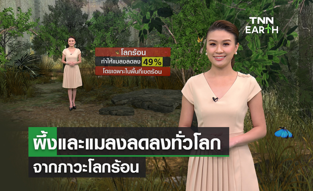 ผึ้งและแมลงทั่วโลกลดลงจากภาวะโลกร้อน