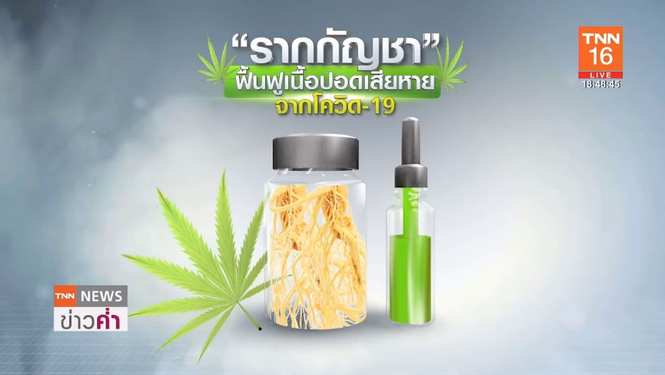 ผลวิจัยพบ รากกัญชา ช่วยฟื้นฟูเนื้อปอดพังจากโรคโควิด-19 ได้