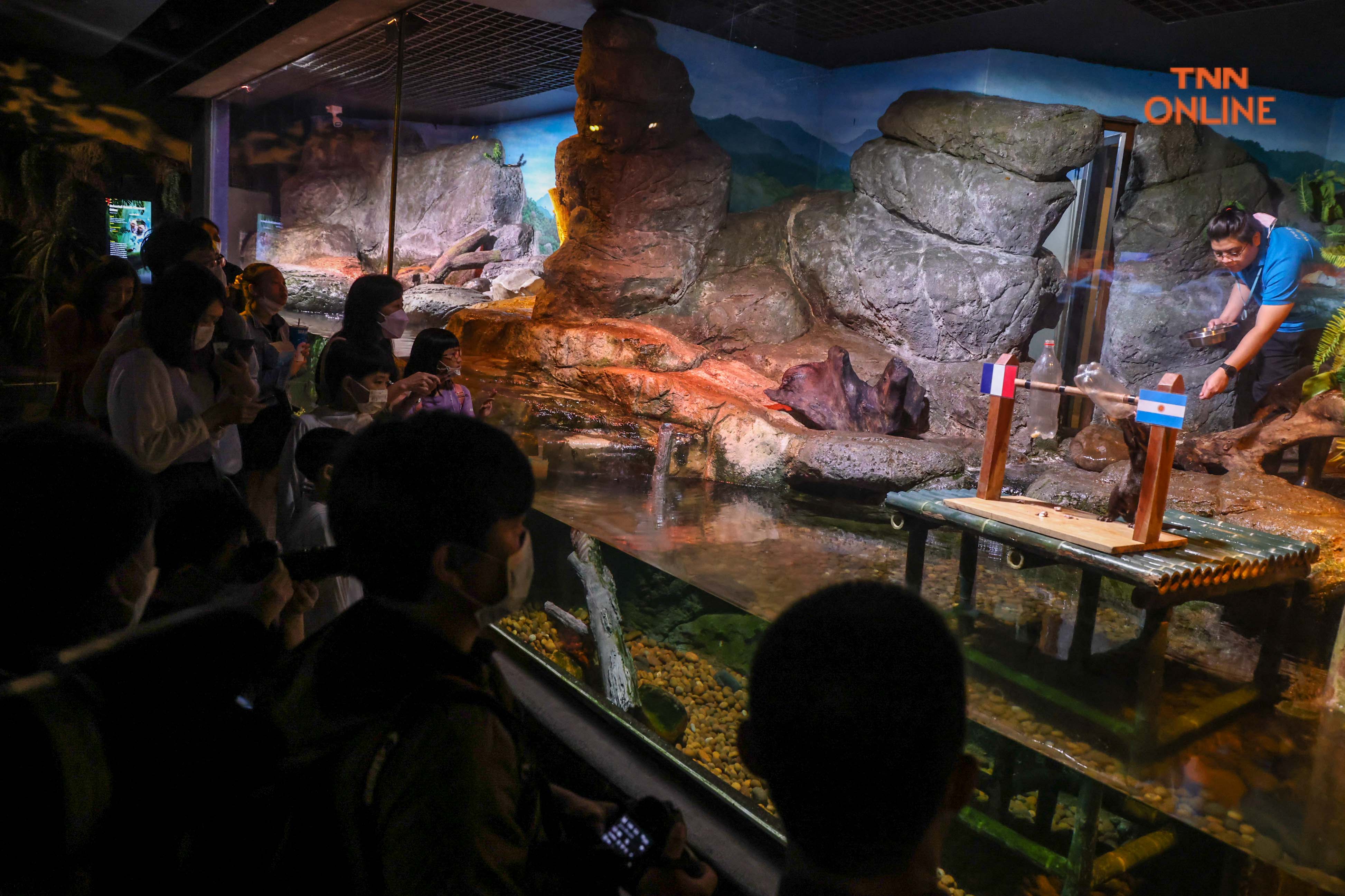 เสี่ยงทายแชมป์ฟุตบอลโลก 2022 ผ่านนากแสนรู้ชวนลุ้นนัดชิงไปด้วยกัน 18 ธ.ค. นี้ เสี่ยงทายแชมป์ฟุตบอลโลก 2022 ผ่านนากแสนรู้ชวนลุ้นนัดชิงไปด้วยกัน 18 ธ.ค. นี้