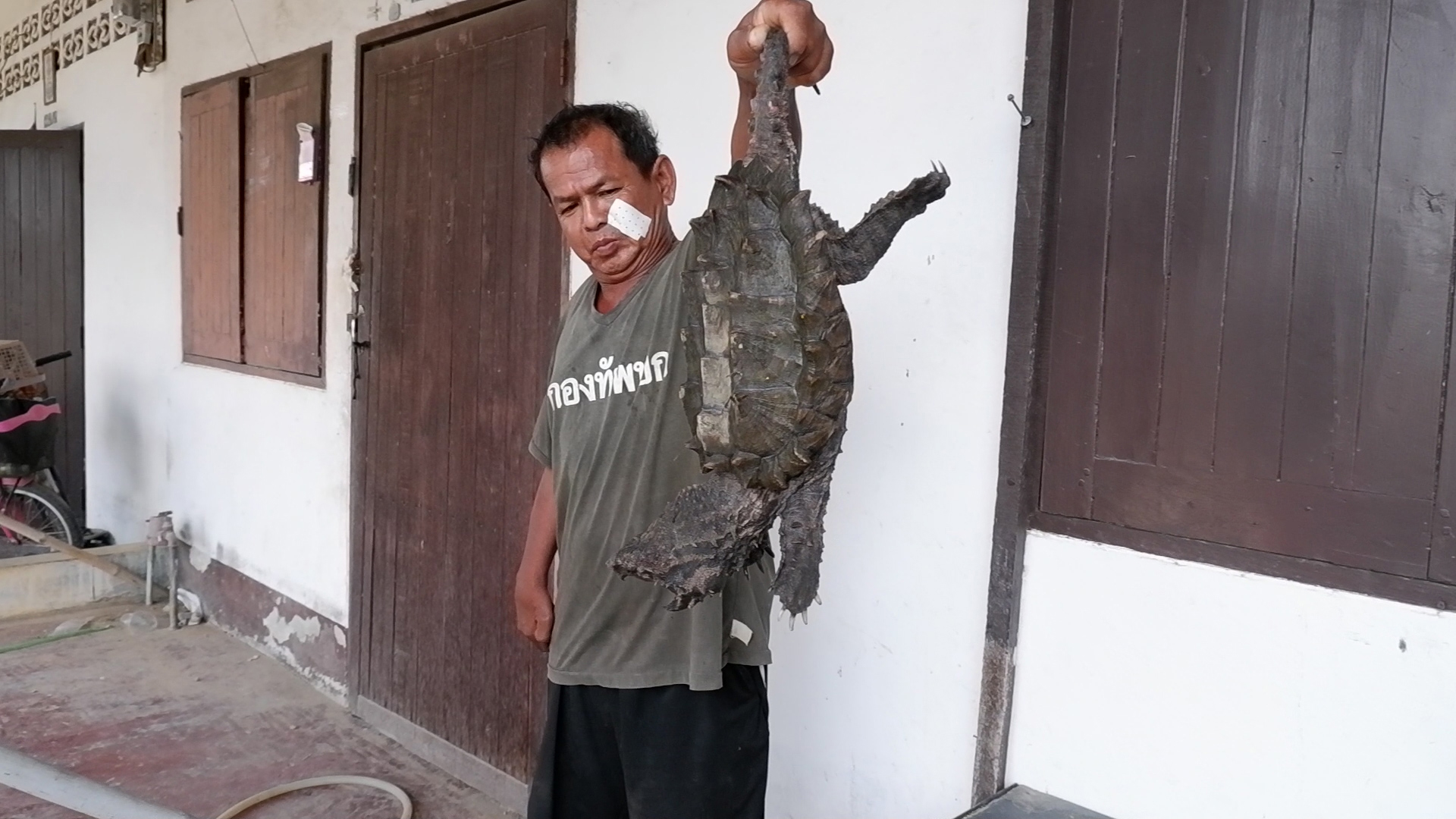 พบอีก! เต่าอัลลิเกเตอร์ โผล่แม่น้ำปราณบุรีเป็นตัวที่ 2 พบอีก! เต่าอัลลิเกเตอร์ โผล่แม่น้ำปราณบุรีเป็นตัวที่ 2