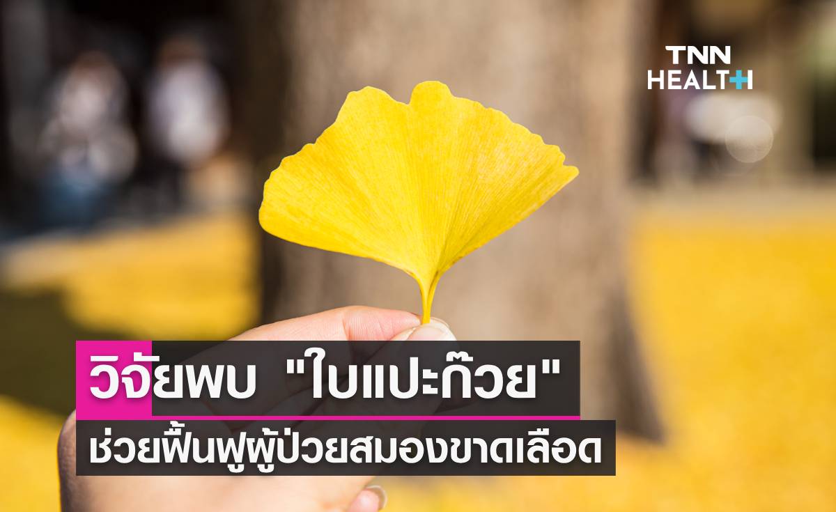  "ใบแปะก๊วย" อาจช่วยผู้ป่วยสมองขาดเลือดฟื้นฟูการรู้คิดเร็วขึ้น