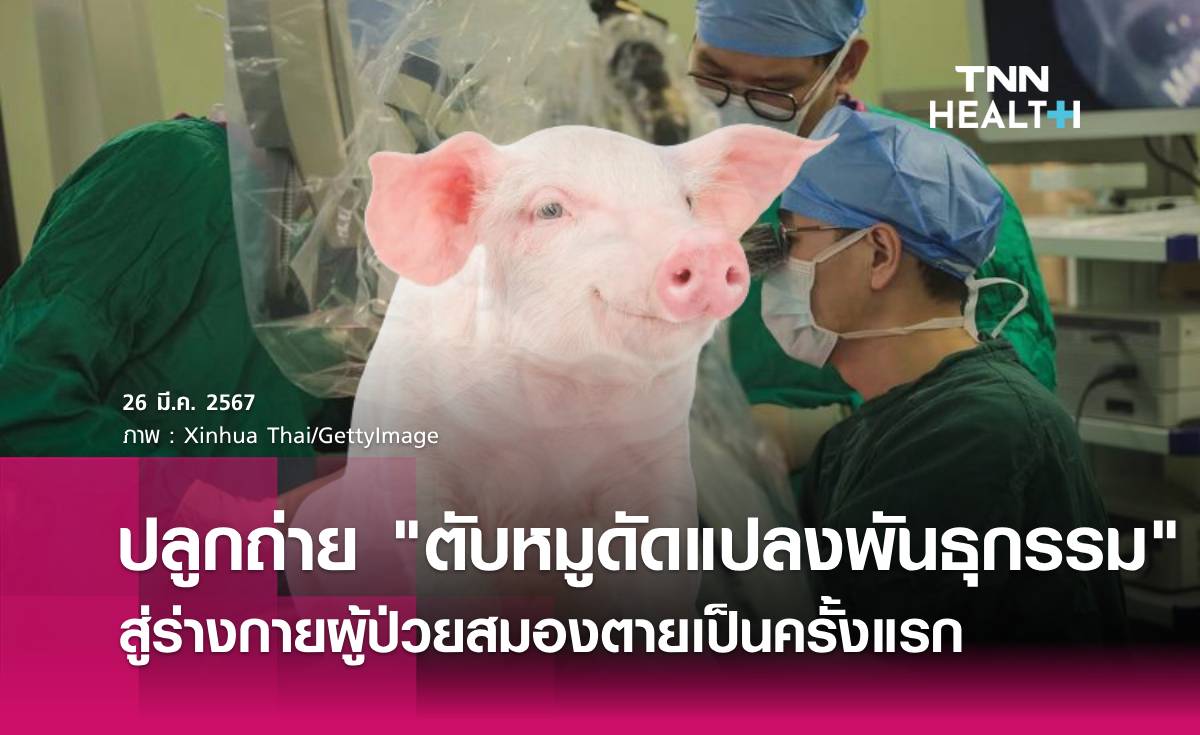 ครั้งแรก! นักวิจัยจีนปลูกถ่าย "ตับหมูดัดแปลงพันธุกรรม" สู่ร่างกายมนุษย์