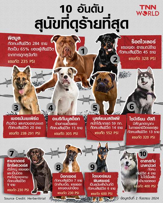 10 อันดับสุนัขที่ดุร้ายที่สุดจากผลการศึกษาสหรัฐฯ นาน 13 ปี